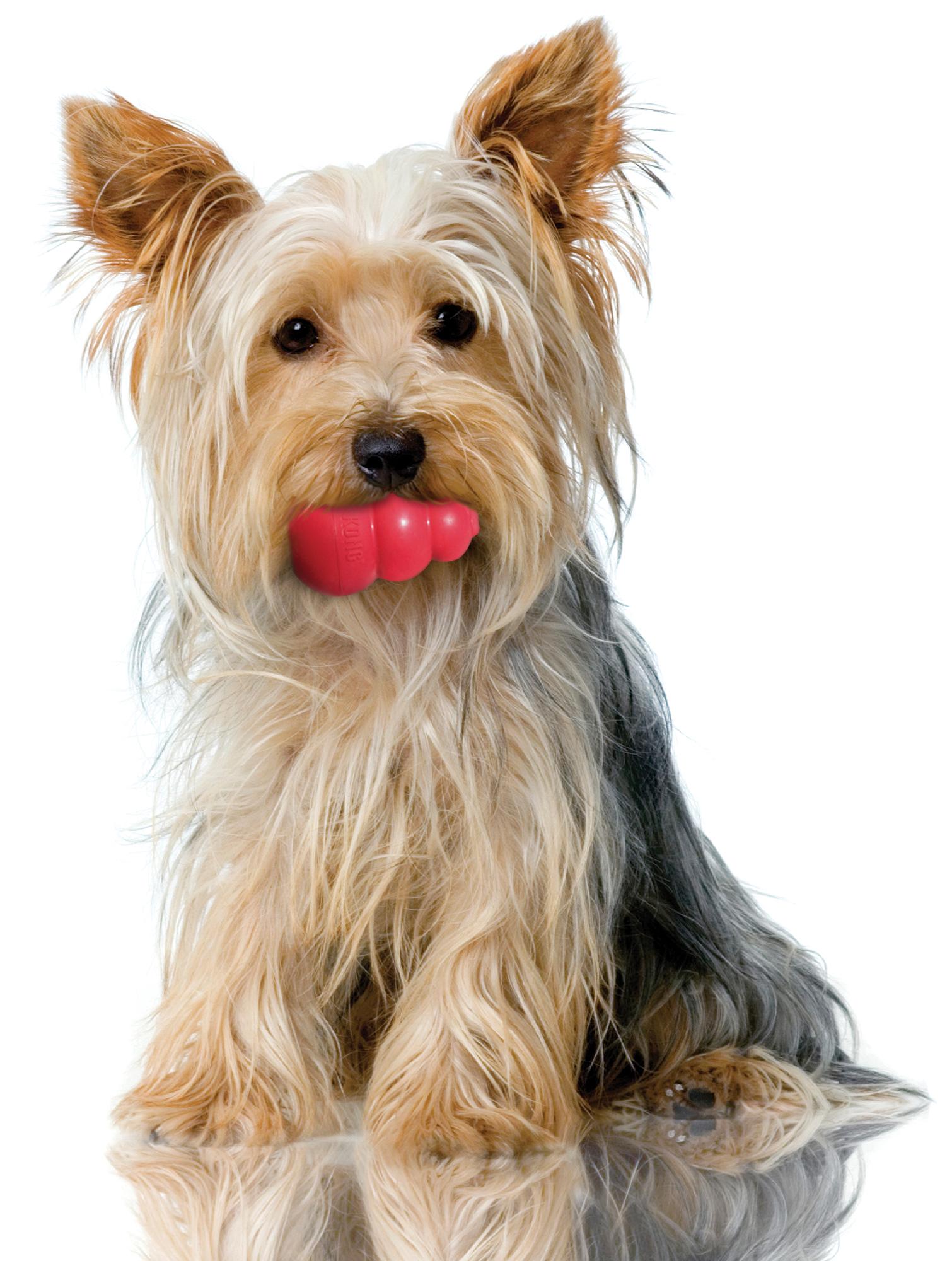 Hund - Dyrenes Beskyttelse
