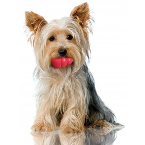 Hund