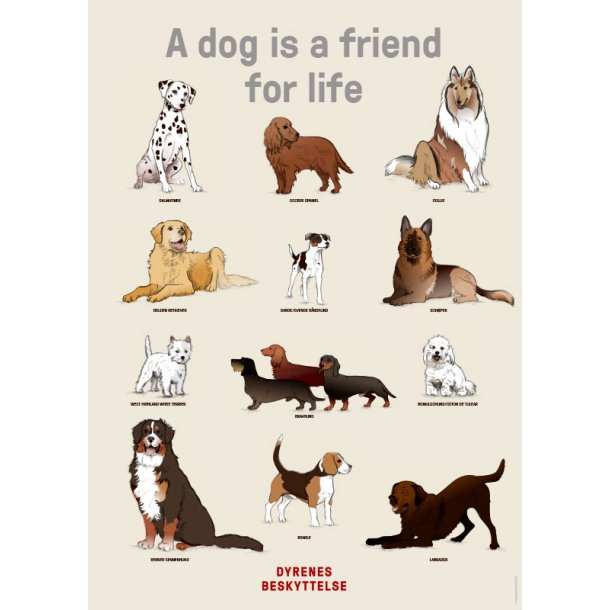 Plakat med hunderacer Til dig Dyrenes Beskyttelse